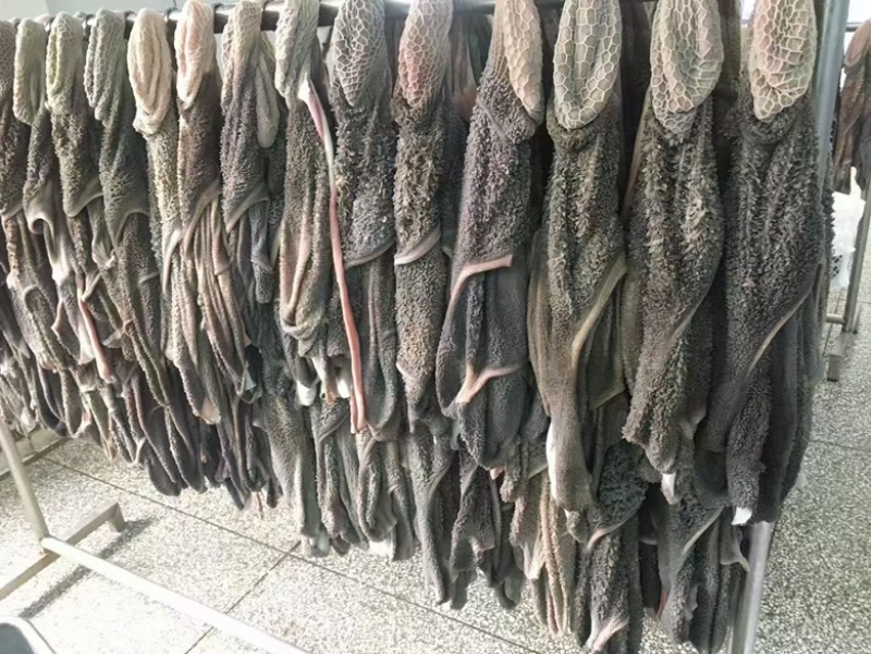 羊肚黑毛肚