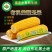 东北糯玉米粘玉米有机玉米黄白玉米一件代发贴牌批发福老乡