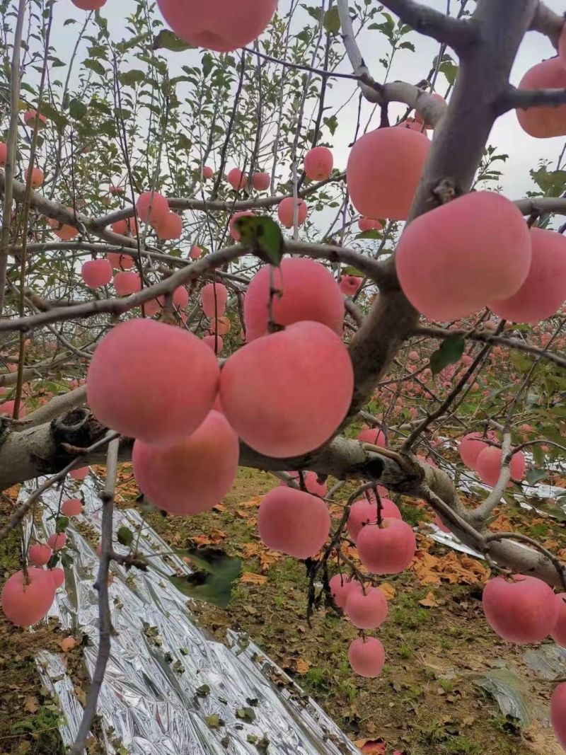 铜川红富士