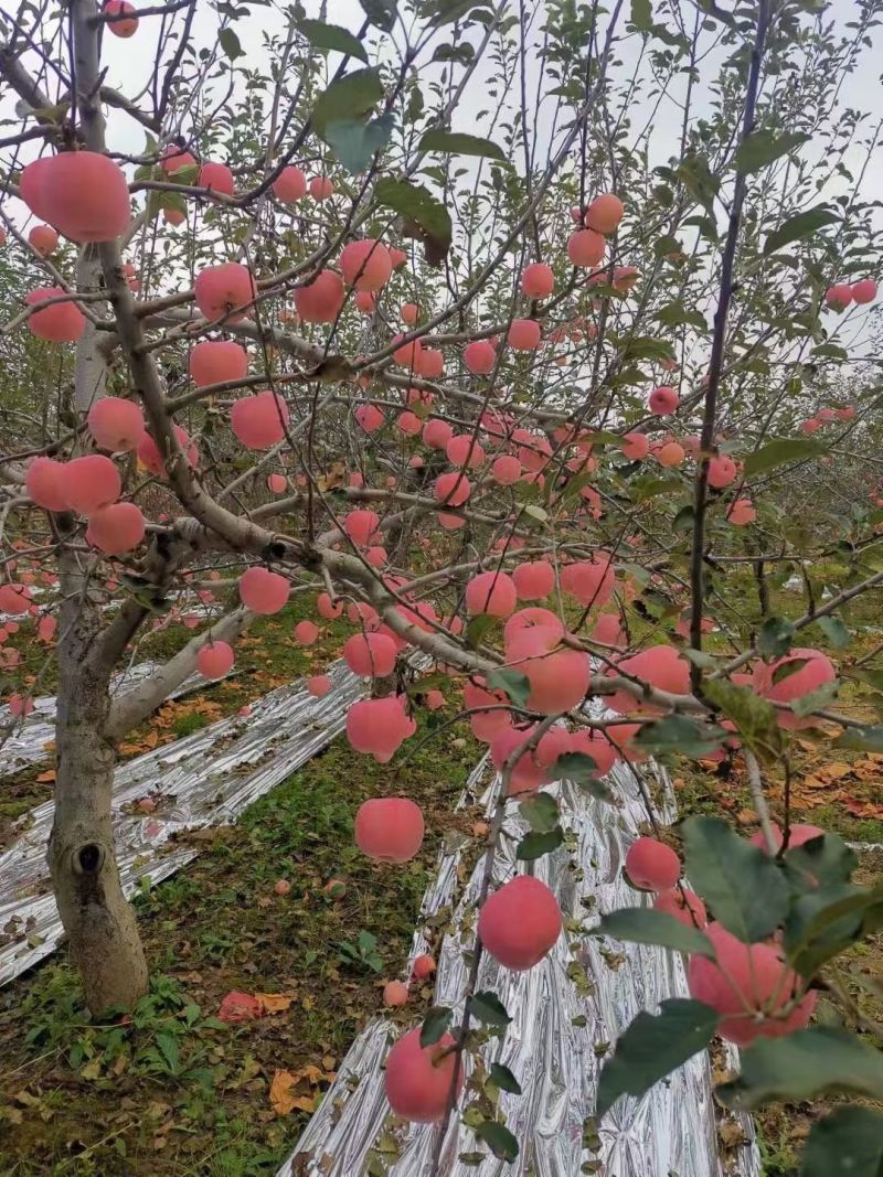 铜川红富士