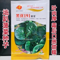豫艺黑优191菠菜种子趴地菠菜黑圆叶笨菠菜种籽耐寒蔬菜籽