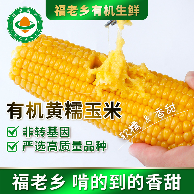 东北糯玉米粘玉米有机玉米黄白玉米一件代发贴牌批发福老乡