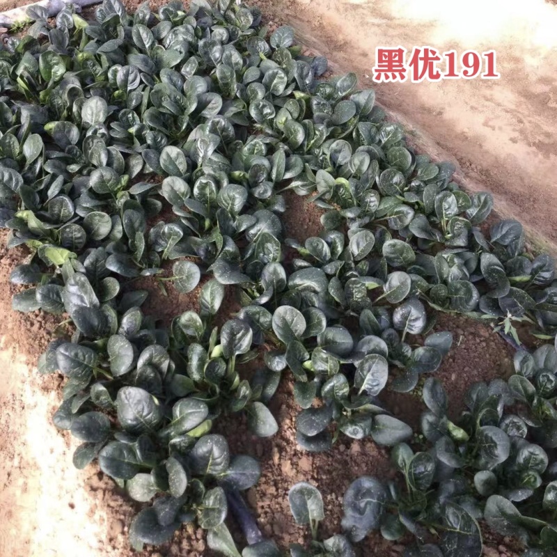 豫艺黑优191菠菜种子趴地菠菜黑圆叶笨菠菜种籽耐寒蔬菜籽
