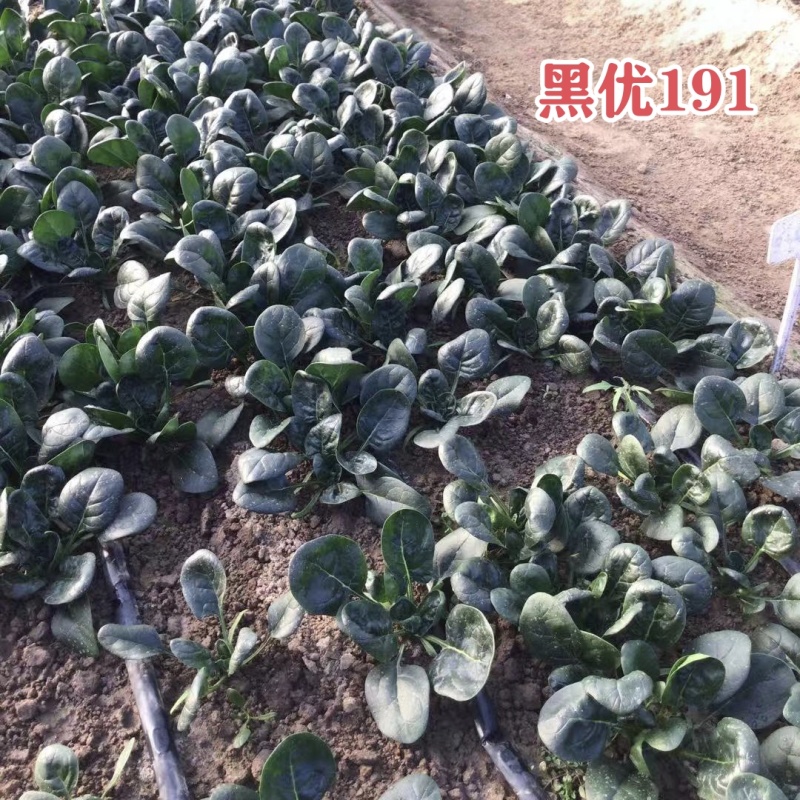 豫艺黑优191菠菜种子趴地菠菜黑圆叶笨菠菜种籽耐寒蔬菜籽