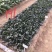 豫艺黑优191菠菜种子趴地菠菜黑圆叶笨菠菜种籽耐寒蔬菜籽