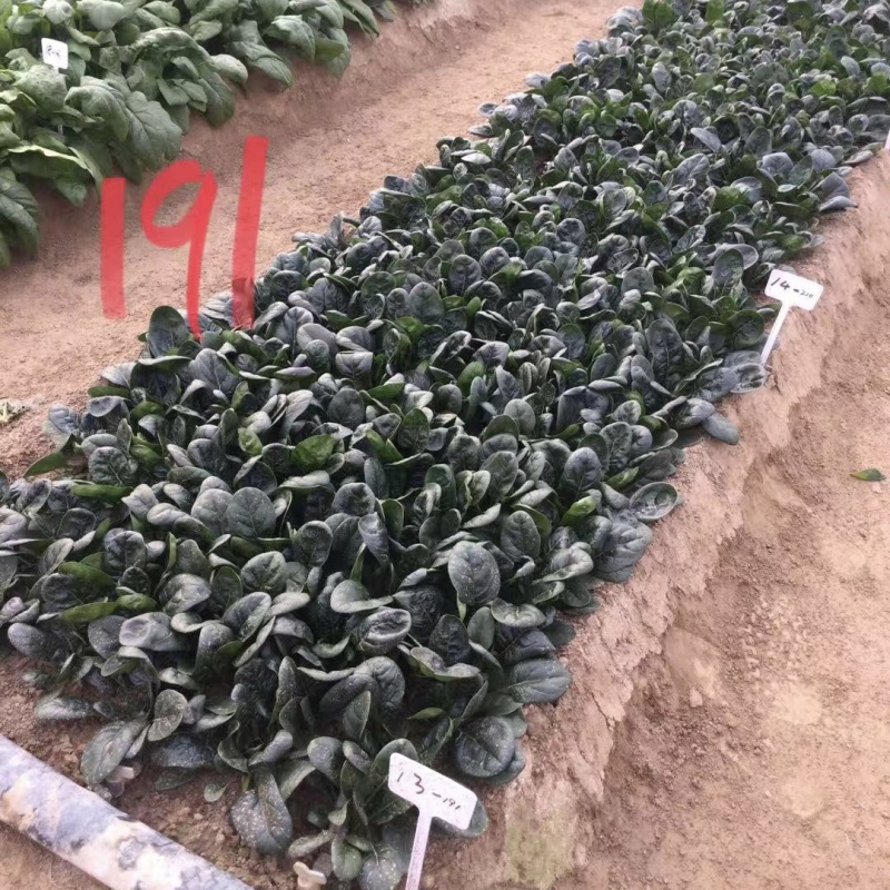 豫艺黑优191菠菜种子趴地菠菜黑圆叶笨菠菜种籽耐寒蔬菜籽