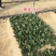 豫艺黑优191菠菜种子趴地菠菜黑圆叶笨菠菜种籽耐寒蔬菜籽