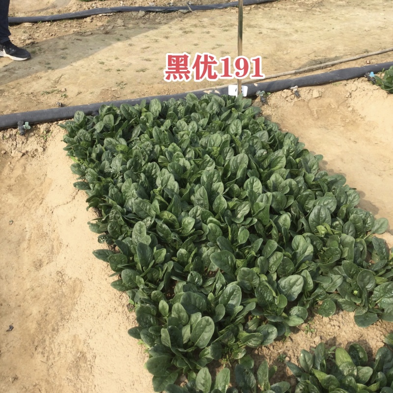 豫艺黑优191菠菜种子趴地菠菜黑圆叶笨菠菜种籽耐寒蔬菜籽