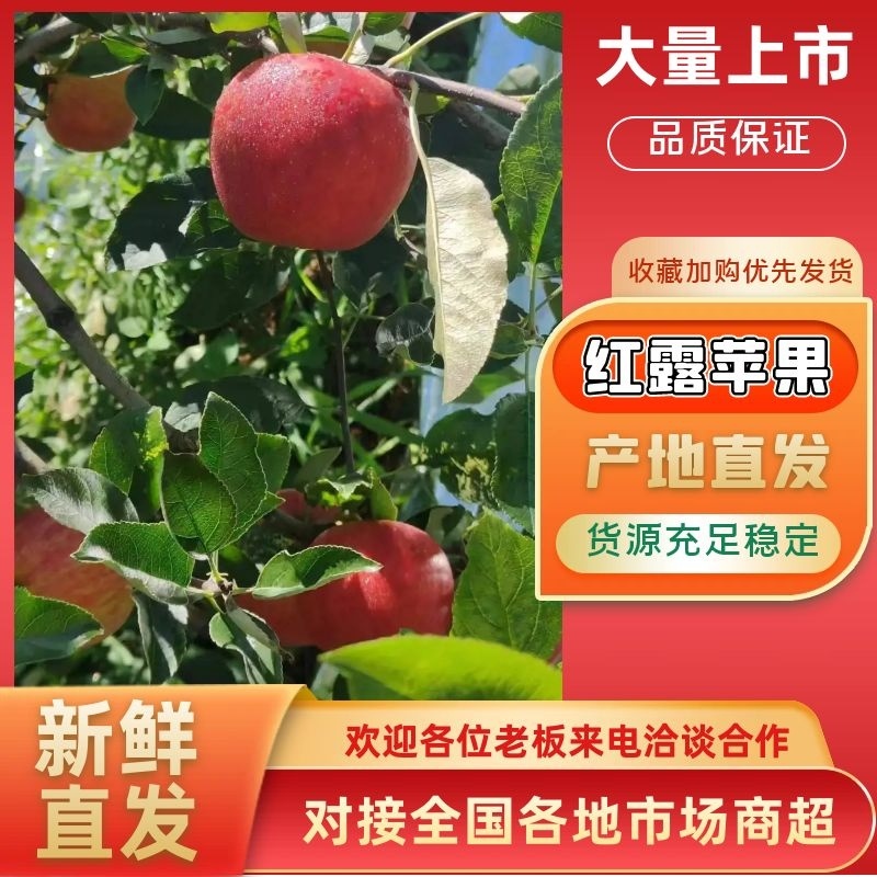 红露苹果