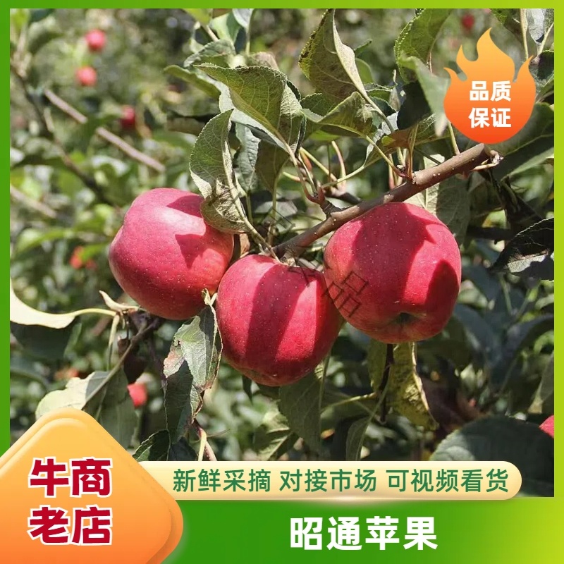 红露苹果
