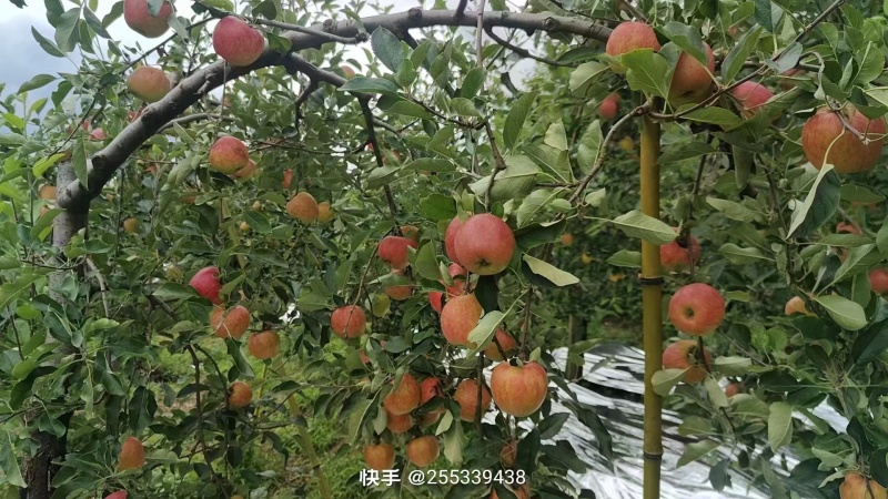 红露苹果