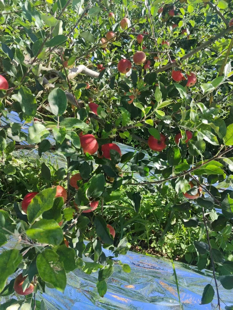 红露苹果