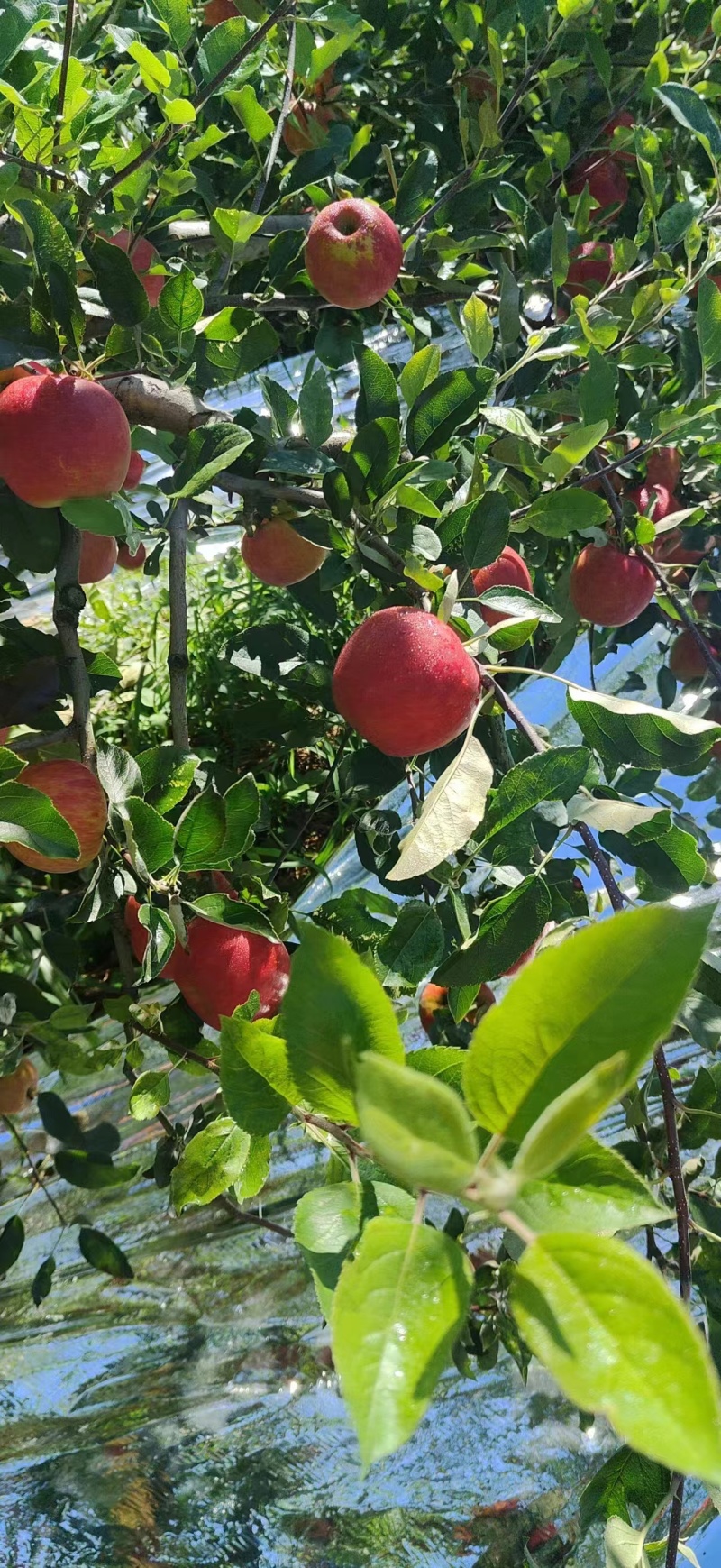 红露苹果