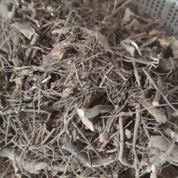 白花牛奶根干货