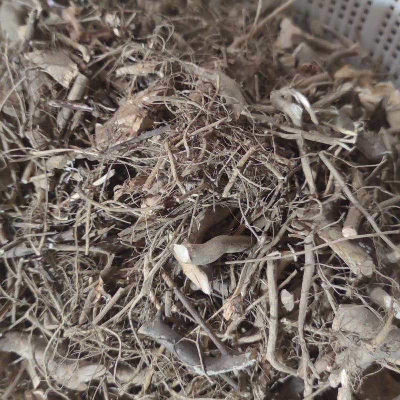 白花牛奶根干货