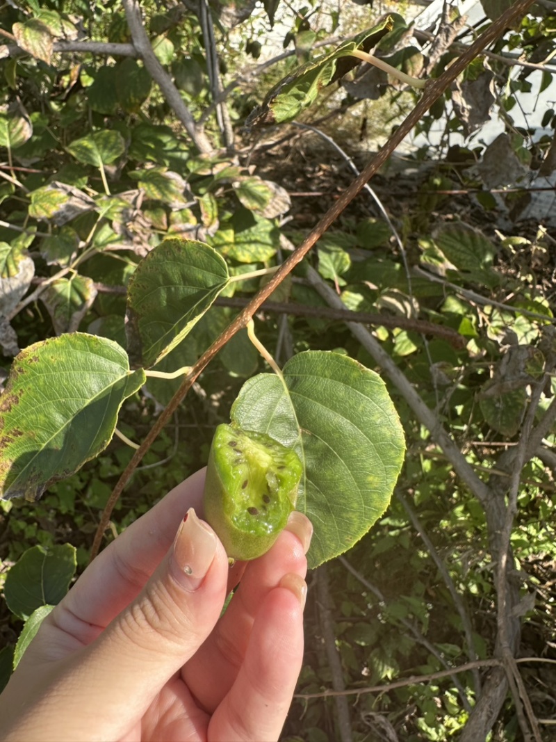北京高山软枣猕猴桃自取现货大量鲜果