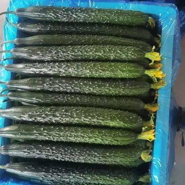 精品黄瓜