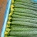 精品黄瓜
