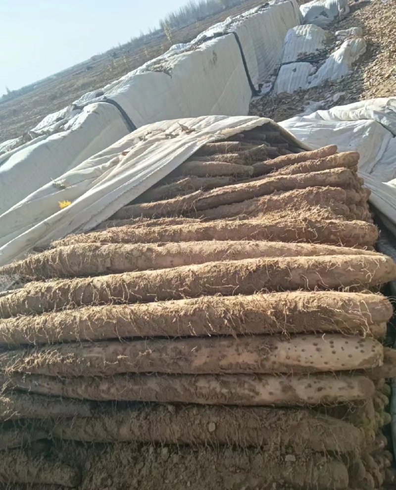 大西北沙漠白玉山药产地直发大量有货