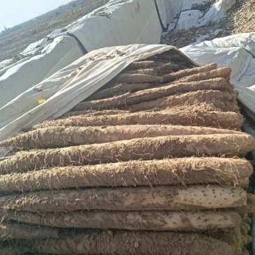 大西北沙漠白玉山药产地直发大量有货