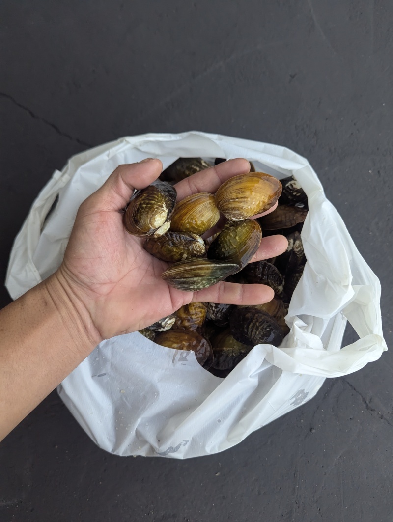 体验北江河鲜，探寻广东的河鲜传奇北江河鲜渔鲍蚬螺鲜