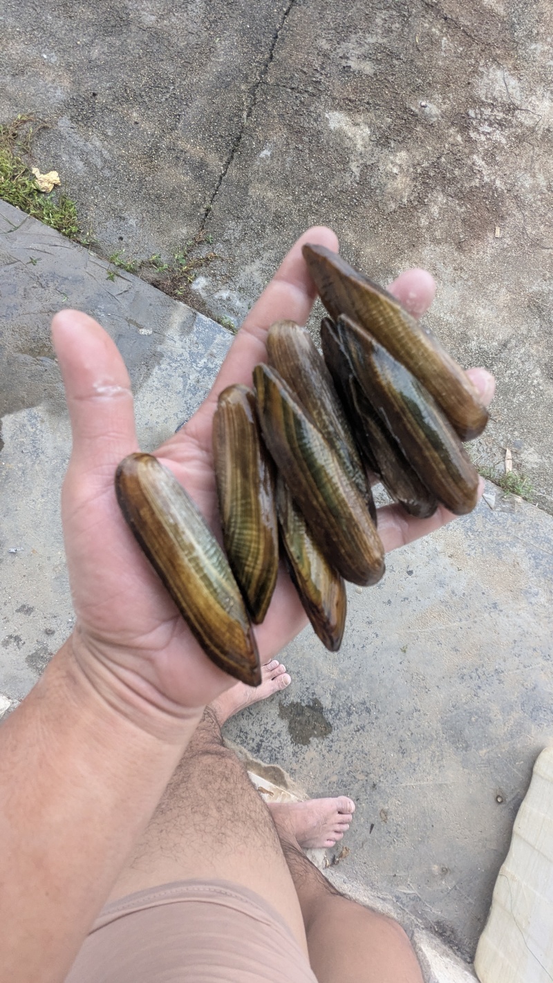 体验北江河鲜，探寻广东的河鲜传奇北江河鲜渔鲍蚬螺鲜