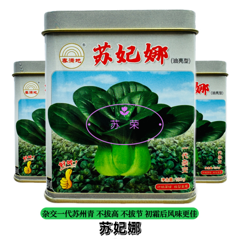 春满地苏妃娜油亮型青梗菜苏州青种子一代杂交抗逆性好耐运输