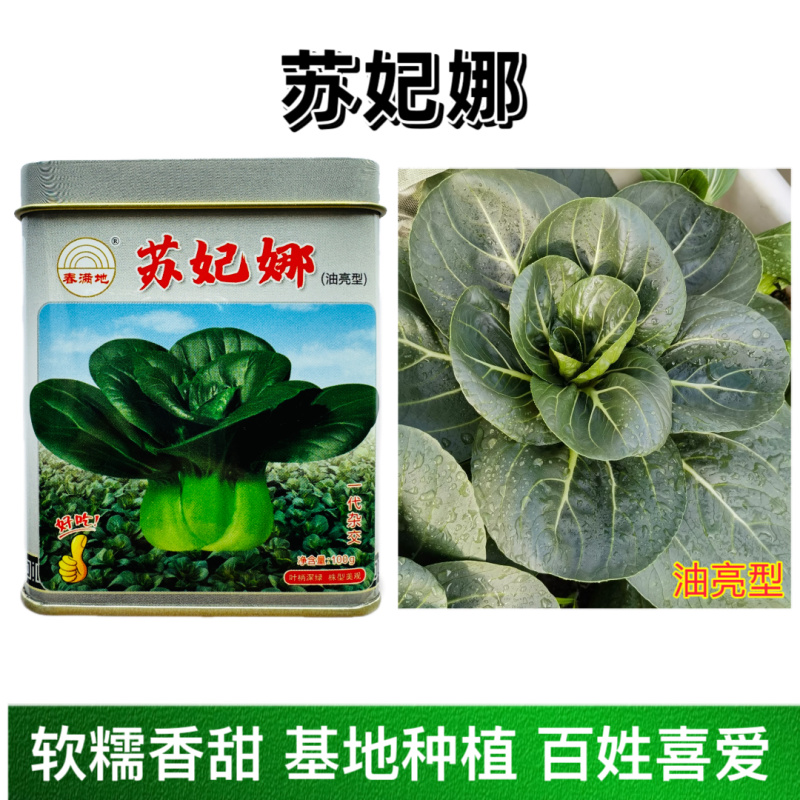 春满地苏妃娜油亮型青梗菜苏州青种子一代杂交抗逆性好耐运输