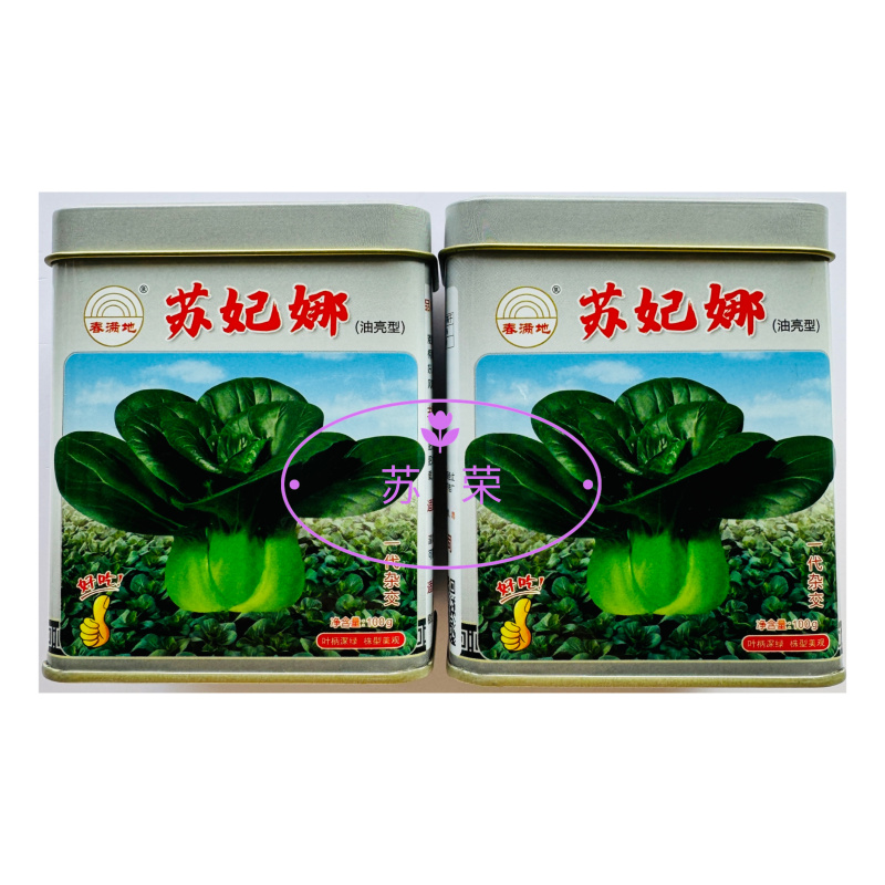 春满地苏妃娜油亮型青梗菜苏州青种子一代杂交抗逆性好耐运输