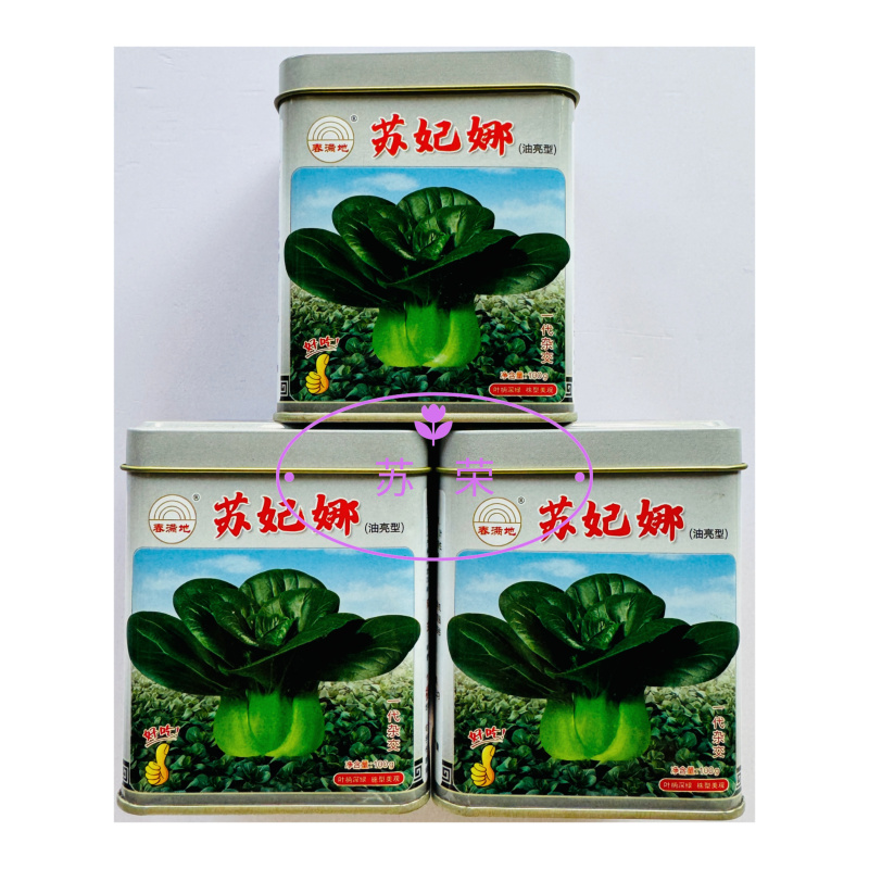 春满地苏妃娜油亮型青梗菜苏州青种子一代杂交抗逆性好耐运输
