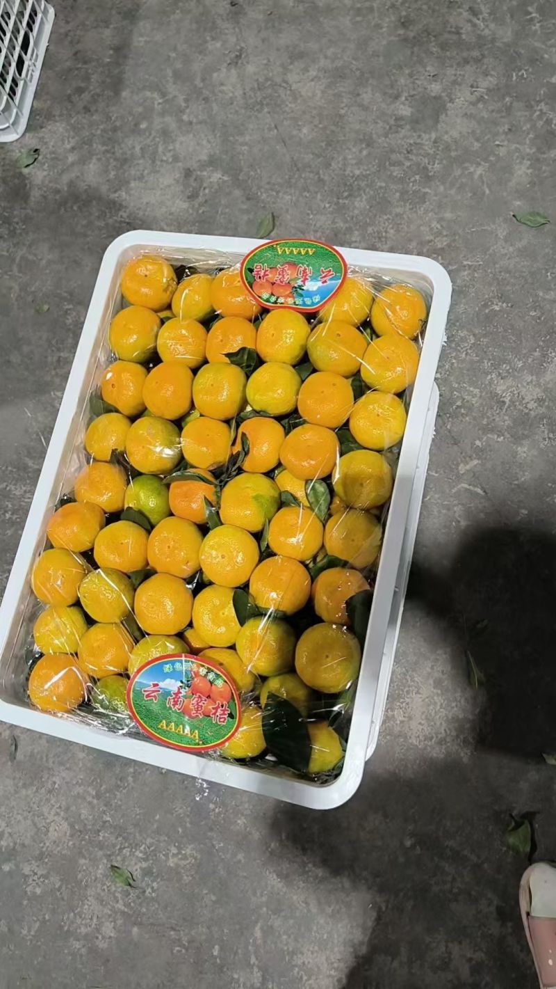 大芬，特早高山蜜桔，电商，市场，团购，外贸出口