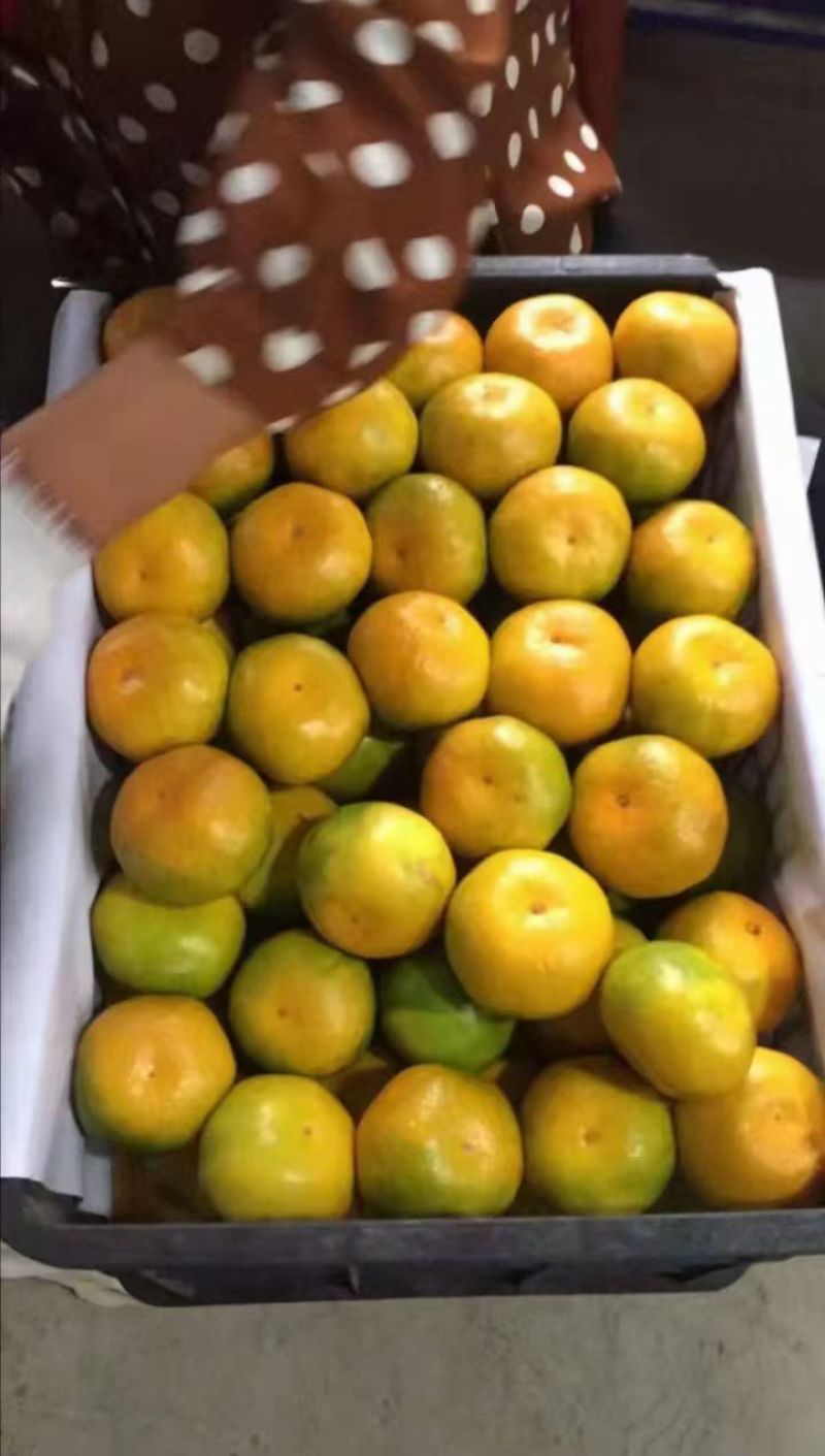 大芬，特早高山蜜桔，电商，市场，团购，外贸出口