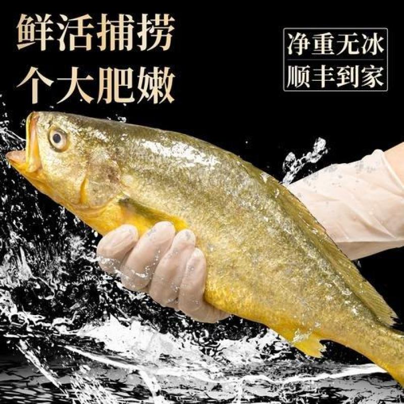 舟山大黄鱼大礼包高档礼盒装端午节日送礼新鲜深海黄花鱼海鲜