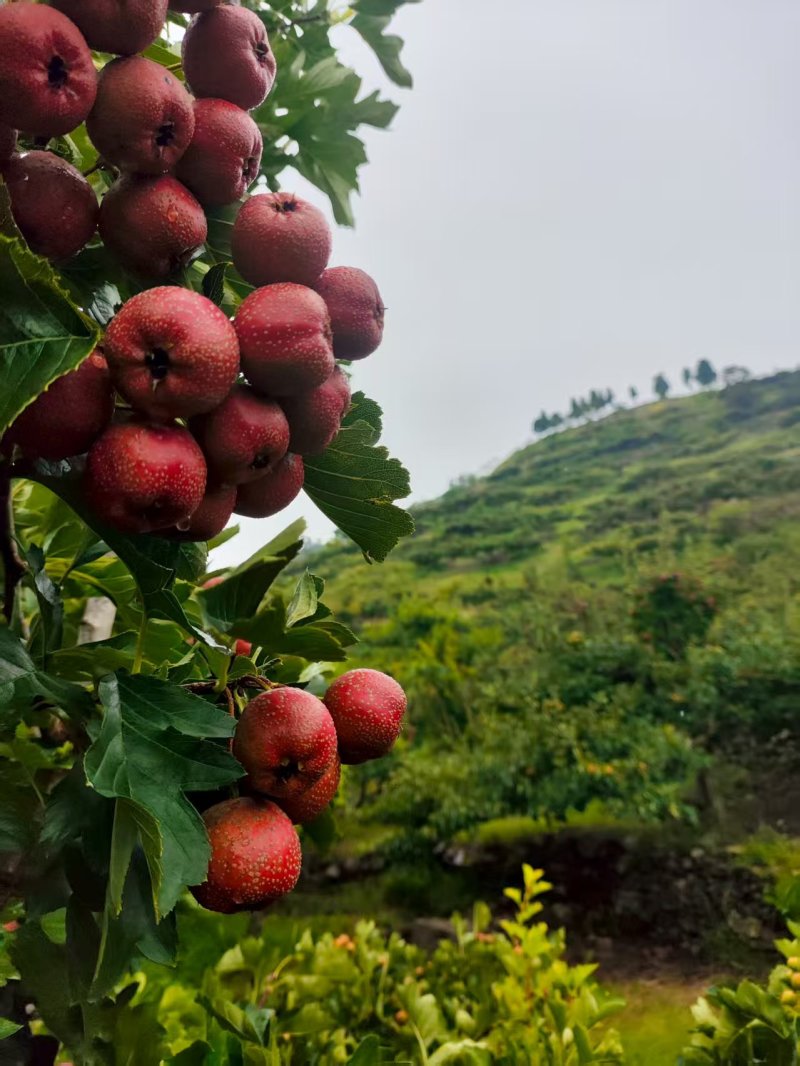 7月红山楂大量上市***********
