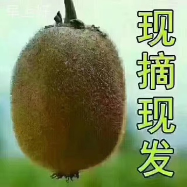 陕西眉县猕猴桃
