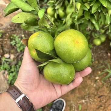 精品蜜橘，