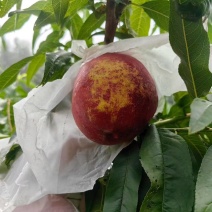 大连丑桃