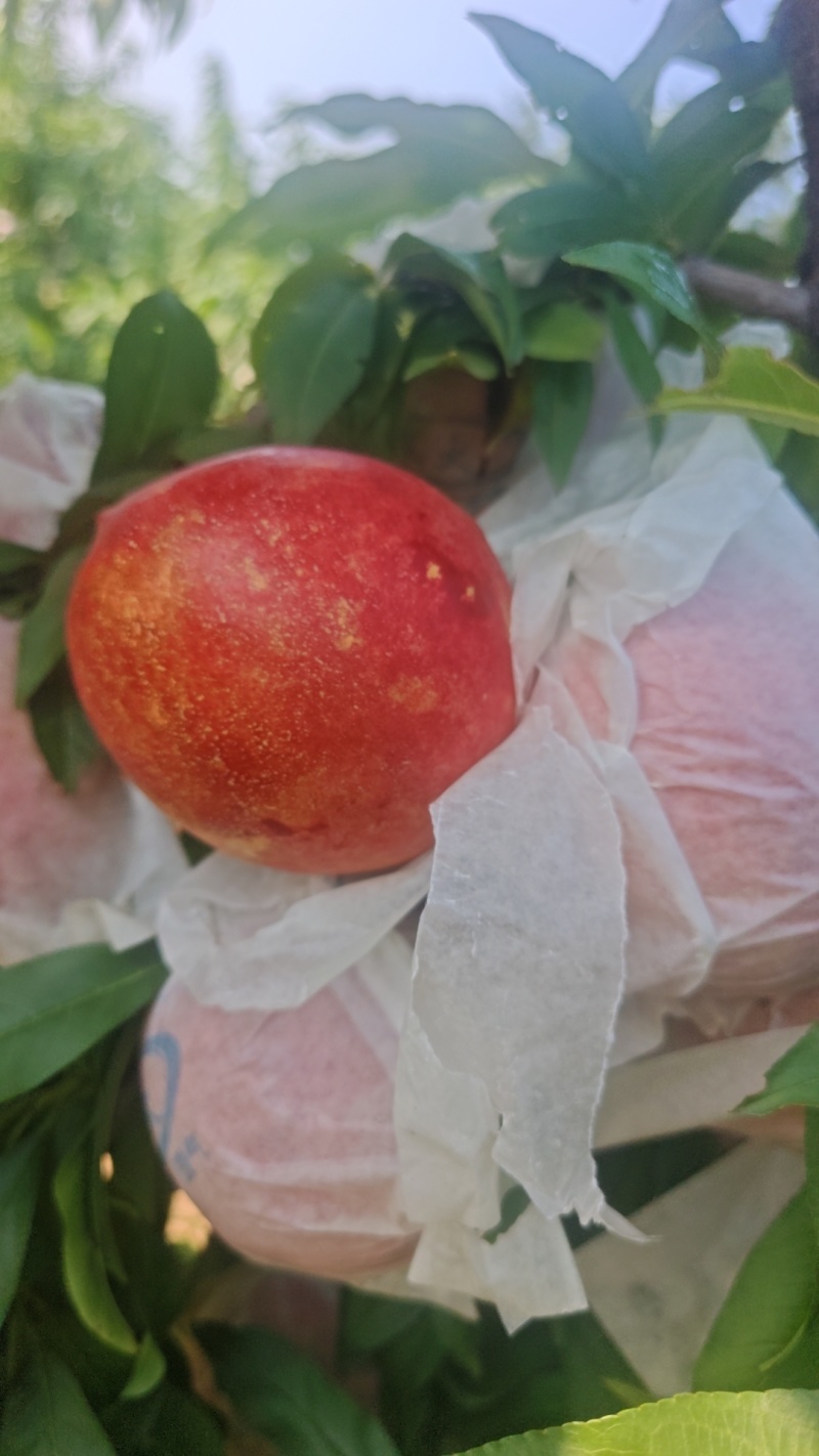 大连丑桃