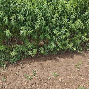 桃树芽苗开始定向嫁接
