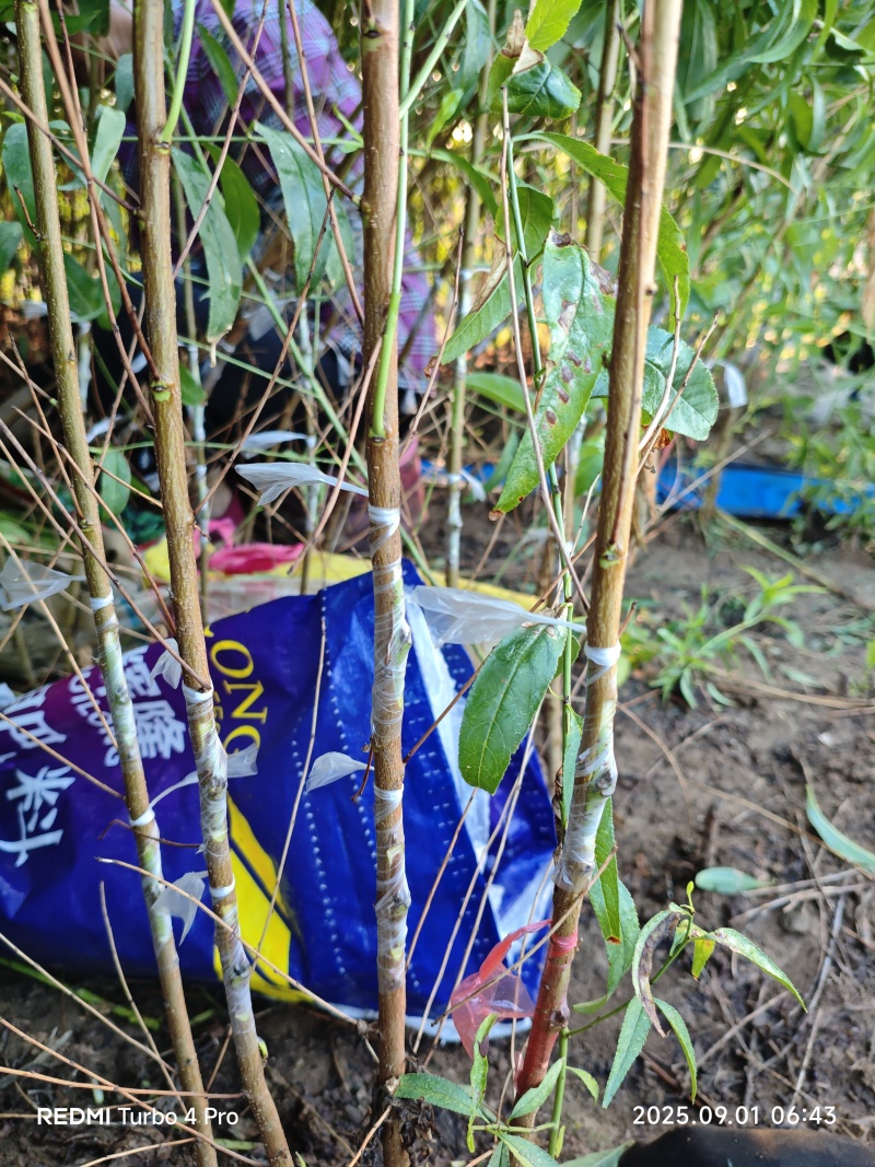 桃树芽苗开始定向嫁接