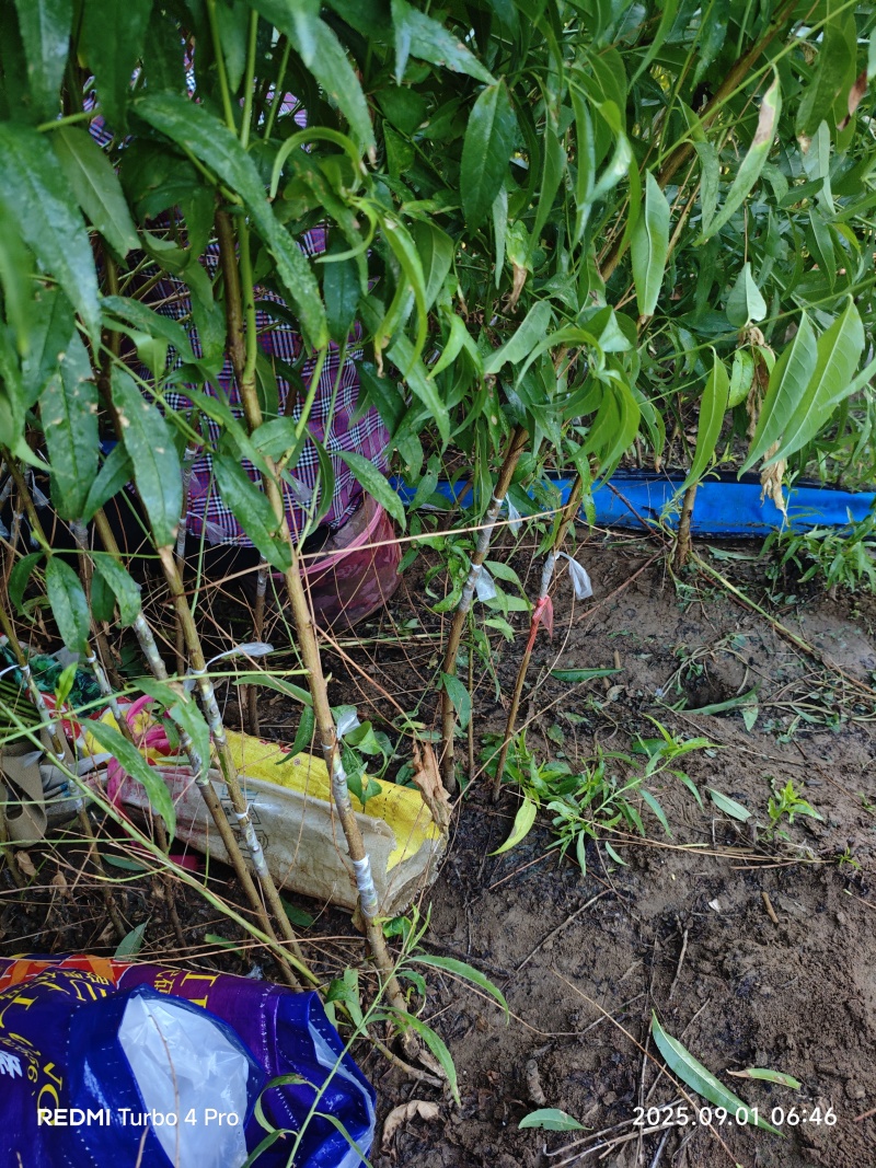 桃树芽苗开始定向嫁接