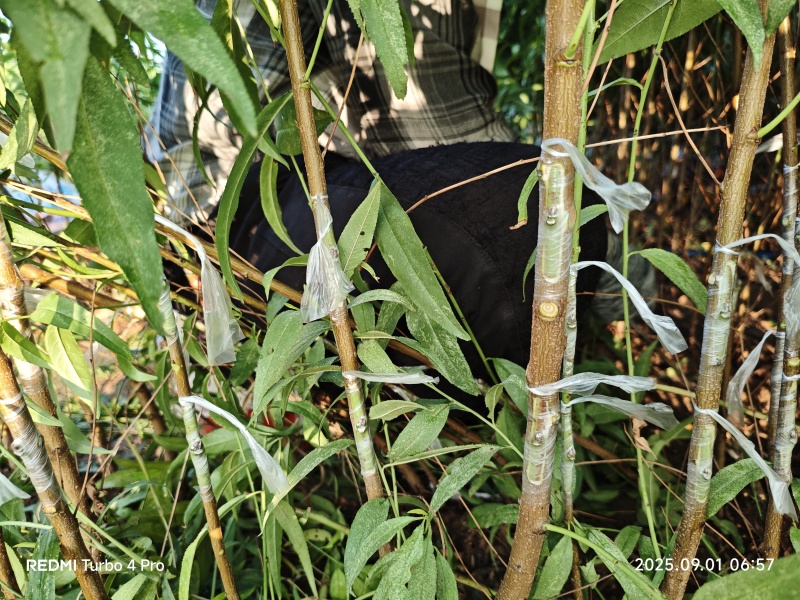 桃树芽苗开始定向嫁接