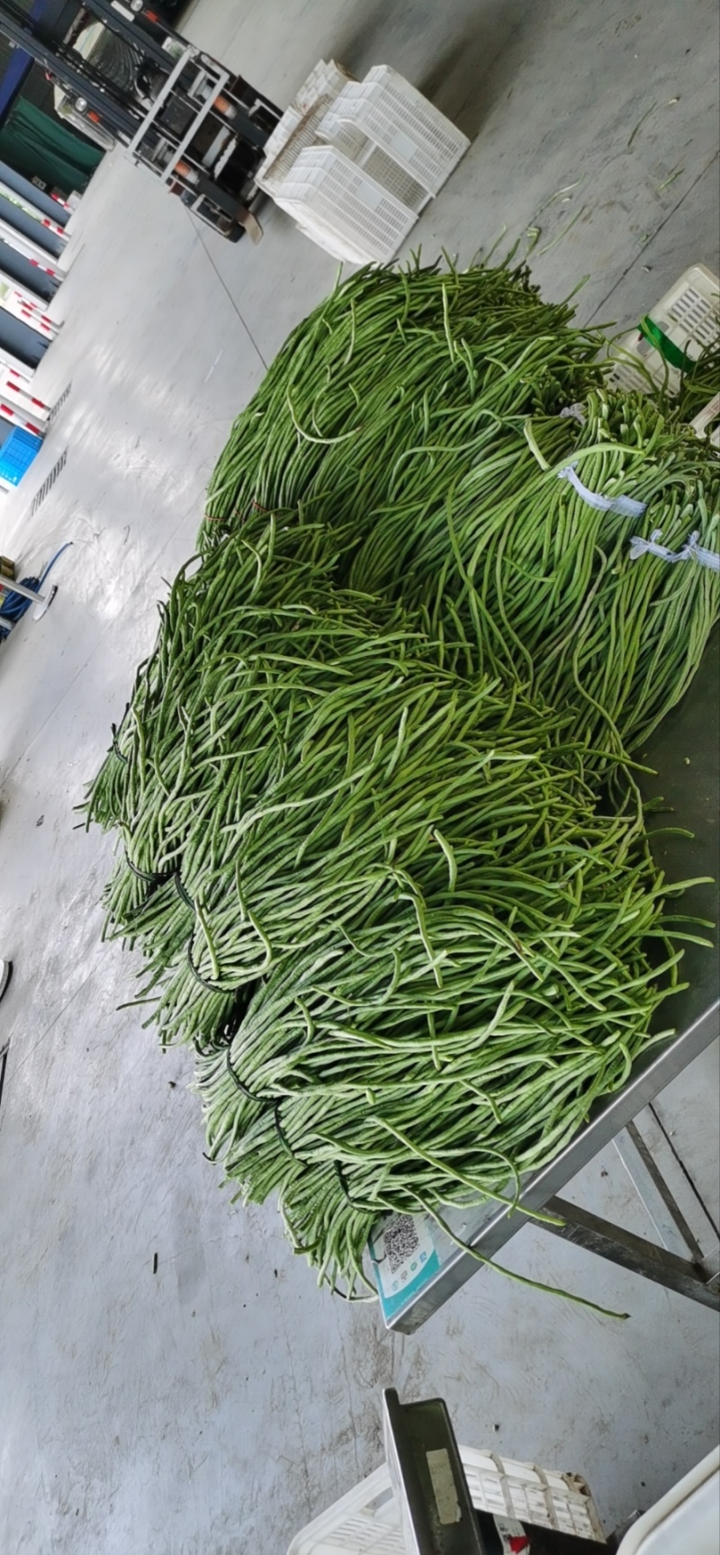 豆角豇豆长豆角豇豆长豇豆红豆角东台长豆