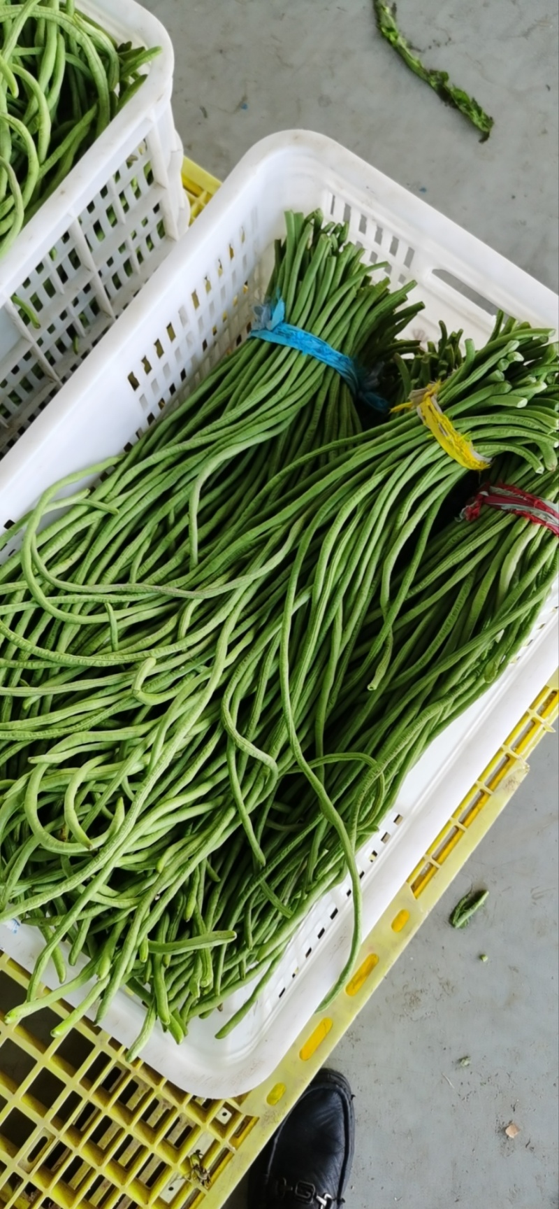 豆角豇豆长豆角豇豆长豇豆红豆角东台长豆