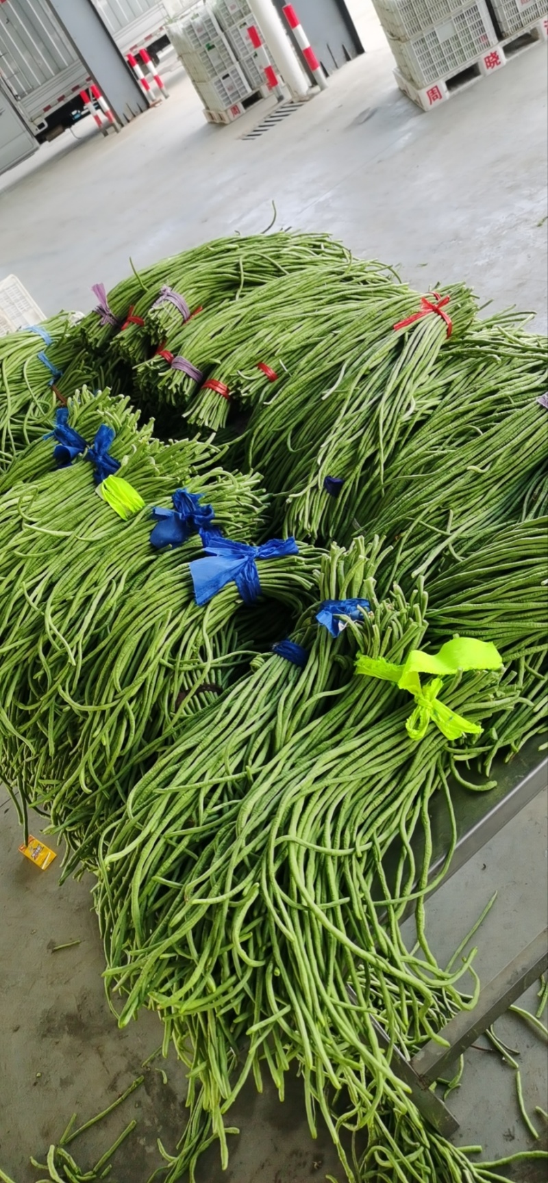 豆角豇豆长豆角豇豆长豇豆红豆角东台长豆