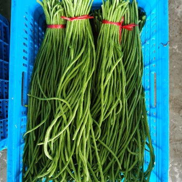 豆角豇豆长豆角豇豆长豇豆红豆角东台长豆