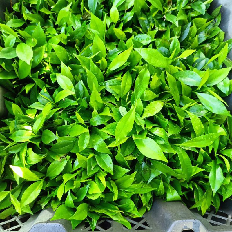 沉香植生苗