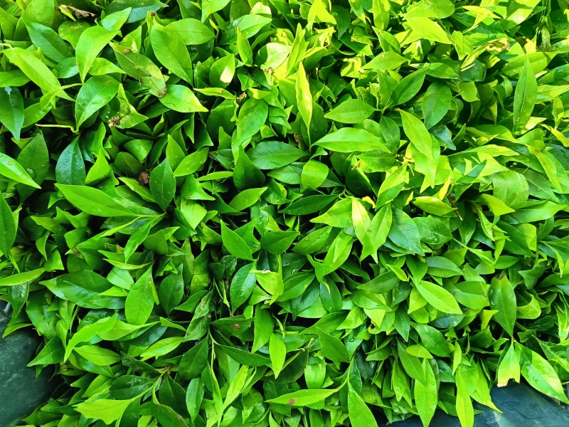 沉香植生苗