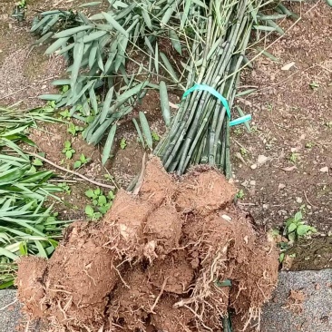 （热销）湖南海量各规格，各品种青竹，产地直销现挖现发