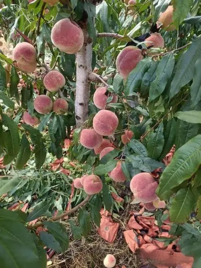 沂蒙山冬桃中秋王秋甜对接各大商超支持全国代发